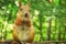 Eurasian funny squirrel eating nut closeup. Squirrel mother outdoors in the summer