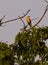 Eurasian Golden Oriole