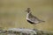 Eurasian golden plover