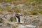 Eurasian golden plover