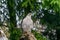 Eurasian goshawk (Accipiter gentilis)