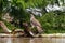 Eurasian goshawk (Accipiter gentilis)