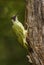 Eurasian Green Woodpecker - Picus viridis