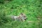 The Eurasian grey wolf Canis lupus calmly staying in the dark forest