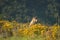 Eurasian grey wolf Canis lupus lupus staying in the green grass with yellow flowers