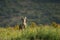 A Eurasian grey wolf Canis lupus lupus staying in the green grass, yellow flowers around