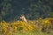 A Eurasian grey wolf Canis lupus lupus staying in the green grass, yellow flowers around