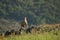 A Eurasian grey wolf Canis lupus lupus staying in the green grass with yellow flowers, on the rock and looking around