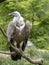 Eurasian Griffon Vulture, Gyps fulvus, Europe`s largest flying predator