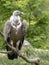 Eurasian Griffon Vulture, Gyps fulvus, Europe`s largest flying predator