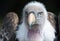 Eurasian griffon vulture portrait, Gyps fulvus