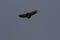 Eurasian Griffon Vulture soaring Spain