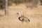 Eurasian Griffon vultures Gyps fulvus in an open grassland at thar desert national park, jaisalmer