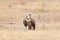 Eurasian Griffon vultures Gyps fulvus in an open grassland at thar desert national park, jaisalmer