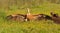 Eurasian Griffons on grass and black vulture.