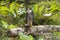 Eurasian Hobby, falco subbuteo, with a Prey, Normandy