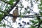 Eurasian hobby, falco subbuteo, sitting on top of larch tree. Cute majestic falcon bird of prey in wildlife