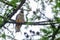 Eurasian hobby, falco subbuteo, sitting on top of larch tree. Cute majestic falcon bird of prey in wildlife