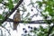 Eurasian hobby, falco subbuteo, sitting on top of larch tree. Cute majestic falcon bird of prey in wildlife