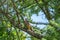 Eurasian hobby, falco subbuteo, sitting on top of larch tree. Cute majestic falcon bird of prey in wildlife. The Eurasian hobby ,