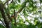 Eurasian hobby, falco subbuteo, sitting on top of larch tree. Cute majestic falcon bird of prey in wildlife. The Eurasian hobby ,