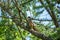 Eurasian hobby, falco subbuteo, sitting on top of larch tree. Cute majestic falcon bird of prey in wildlife. The Eurasian hobby ,