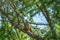 Eurasian hobby, falco subbuteo, sitting on top of larch tree. Cute majestic falcon bird of prey in wildlife. The Eurasian hobby ,