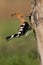 Eurasian Hoopoe