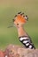 Eurasian Hoopoe