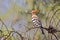 Eurasian Hoopoe Bird