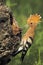 Eurasian hoopoe bird give food to young