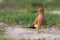 Eurasian hoopoe in blur background