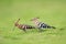 Eurasian hoopoe closeup on green grass