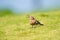 Eurasian hoopoe or common hoopoe