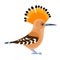 Eurasian Hoopoe or Common hoopoe, Upupa epops . Bird cartoon flat style beautiful character of ornithology, vector
