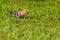 Eurasian hoopoe eating