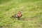 Eurasian hoopoe eating insect