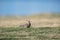 Eurasian Hoopoe on field