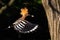 Eurasian hoopoe flying and holding a nymph of bug in beak in forest at sunset