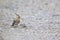 Eurasian hoopoe foraging at dawn on a country road in Greece.