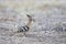 Eurasian hoopoe foraging at dawn on a country road in Greece.