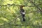 Eurasian hoopoe perched on a branch in india