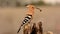 Eurasian Hoopoe perched on a trunk.