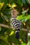 Eurasian Hoopoe perching on tree branch