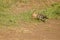 Eurasian hoopoe searching for food.