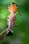 Eurasian hoopoe sitting on branch with open crest and catch in beak in summer.