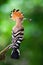 Eurasian hoopoe sitting on branch in summer from back view.