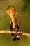 Eurasian hoopoe sitting on branch in summer at sunset