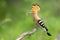 Eurasian hoopoe sitting on a branch with white larva in beak on green background