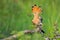 Eurasian hoopoe sitting on bush in springtime nature